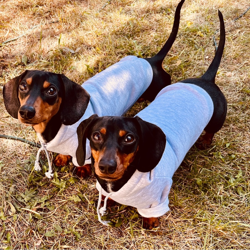 ISO dachshund items for christmas.